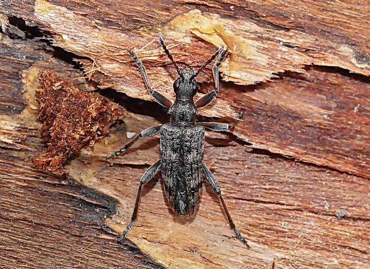 Cerambicide teratologico - Rhagium inquisitor